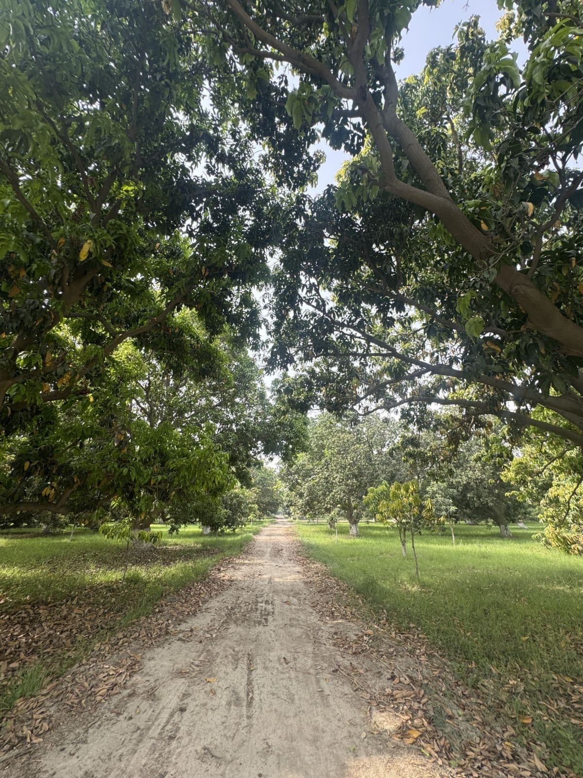 Mango Orchard